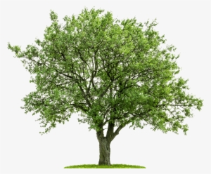 Tree From Above Png - Dunaway's Crossing