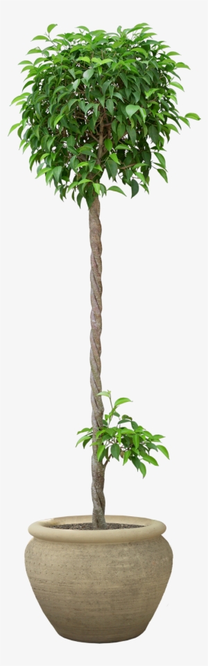 Potted Plant Png - Plants