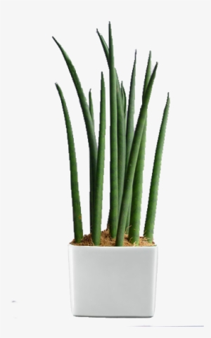 Digital Plant  Clip Art Victorian Indoor  Plant  Pot 