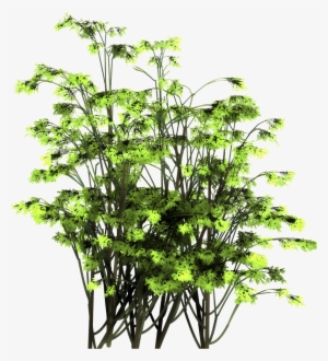 We Have Also Produced A Few Free Samples In Png Image - Hornwort