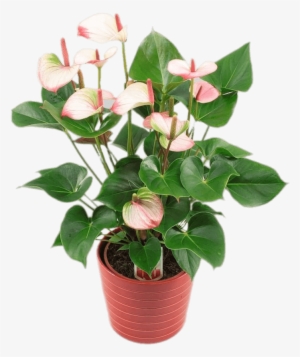 Potted Anthurium - Anthurium Amalia Elegance
