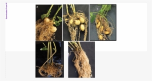Tuber Formation In Potted Plants 21 D After Heat Stress - Kufri, India