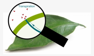 Transpiration Through Pores - Stoma