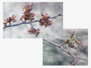 Swamp White Oak Acorns Mature From Female Flowers Pollinated - American Elm Tree Flowers