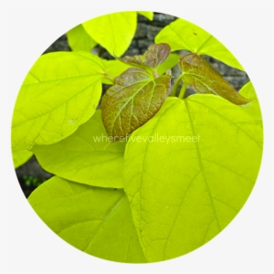 Indian Bean Tree - Beech