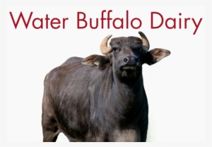 Water Buffalo