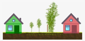 Rhizome Growth Can Extend Outward The Same Distance - Data