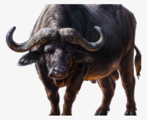 Cape Buffalo Transparent