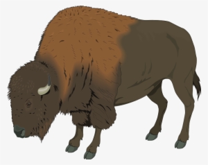 Yak Clipart Buffalo - Buffalo Clip Art