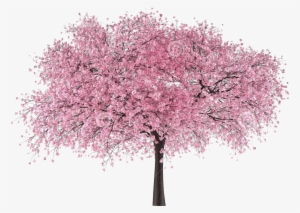 Japan Tree Sakura - Cherry Blossom Tree Png