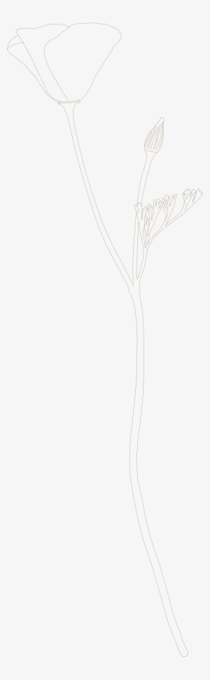 California Poppy Drawing - California Poppy