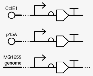 Not Entirely Against The Addition Of A Squiggle Glyph, - Diagram