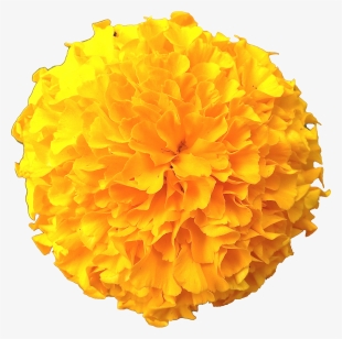 Marigold Png