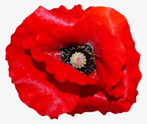 Poppy Flower Png Image - Poppy Flowers Png