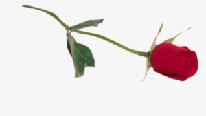 Single Rose Png