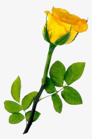 Single Yellow Rose Transparent Background - Hd Single Yellow Rose