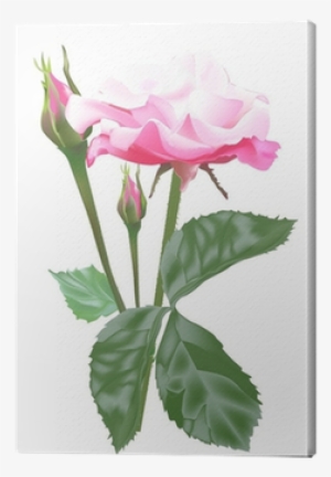 Single Isolated Light Pink Rose And Buds Canvas Print - Розы В Png На Прозрачном Фоне