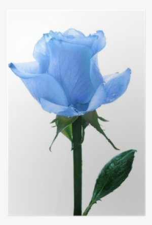 Blue Single Roses