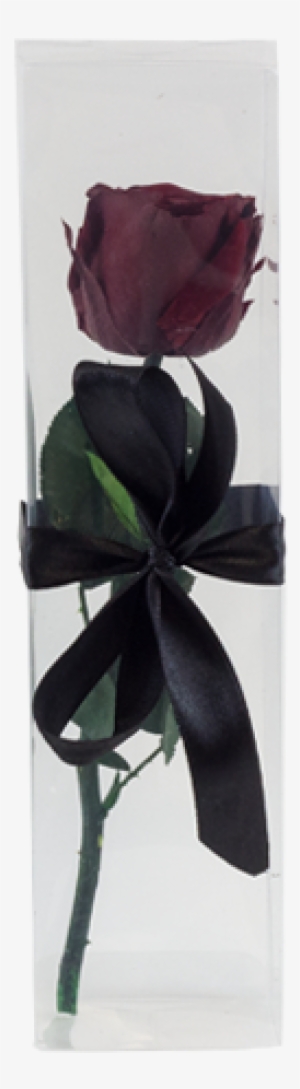 Rose À Tige - Garden Roses