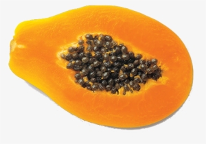 Posted In Papaya - Journey Of A Papaya Seed