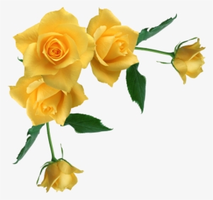 Yellow Rose Flower Free Png Transparent Images Free - Yellow Roses Transparent Background