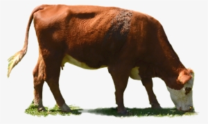 Image - Dairy Cattle