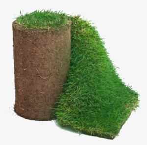 Focused On Sod - Sod Roll