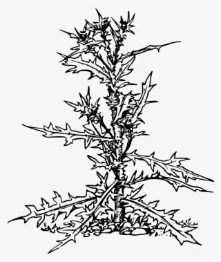Thistle Png