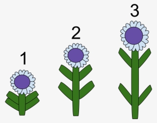 Gibberellins Definition Biology