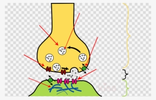 Transmitters Of Impulses Clipart Neuron Action Potential