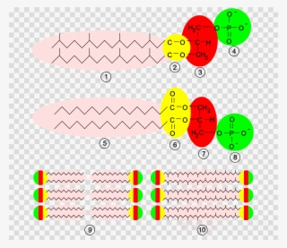 Archaea Membrane Clipart Archaeans Biological Membrane