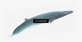 Sei Whale