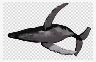 Flying Whale Png Clipart Humpback Whale Clip Art