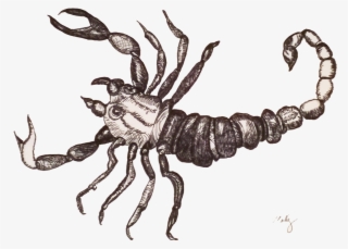 Cross-hatch Scorpion Sketch