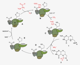 Glycine Cleavage