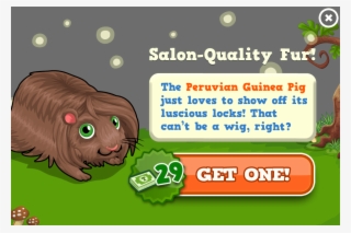 Peruvian Guinea Pig Modal
