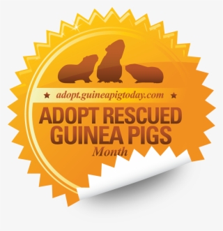 Adopt Rescued Guinea Pigs Month