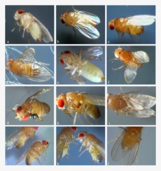 Morphoses In The Offspring Of Conditional Mutants