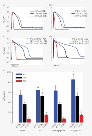 The Effect Of Acute Temperature Change On The Ventricular