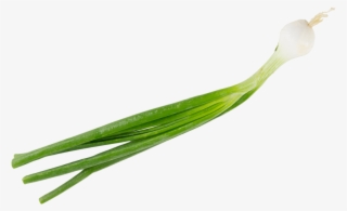 Chives