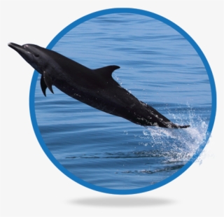 Delfin