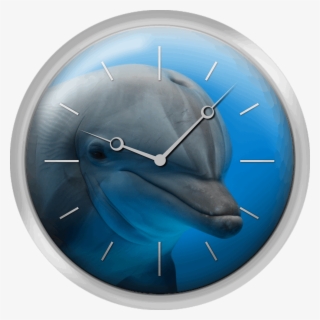 Primer Plano Delfin