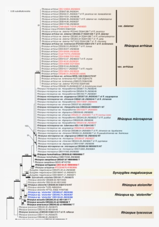 Raxml Phylogram Of The Genus Rhizopus Based On The