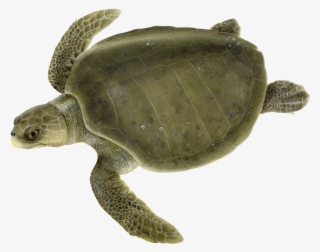 Olive Ridley Sea Turtle