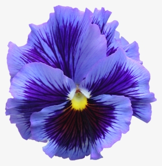 Super Photos De Fleurs Détourées Au Format Png Libres