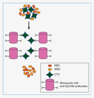Schematic Representation Of Microfluidic-based Affinity