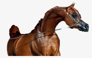 Caballo Png