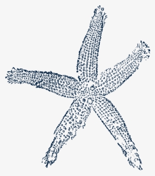 Starfish Prints Single Blue Svg Clip Arts 528 X 599