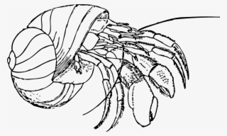 Hermit Crab, Shell, Claws, Pinch, Wild, Wildlife, Pet