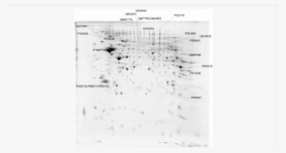 Differential Abundance Of Proteins Of P7 In Comparison